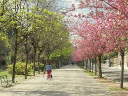 viale alberato urbano 1